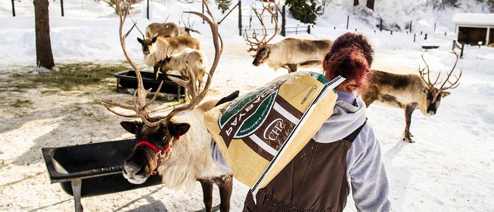 A woman carries a bag of Payback reindeer pellets to reindeer.